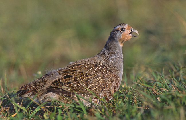 PARTRIDGE