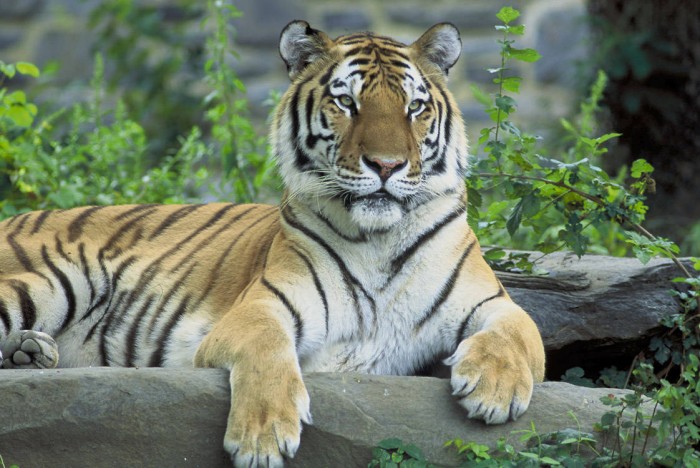 Panthera Tigris Altaica