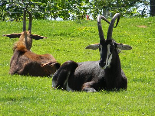 African Antelope