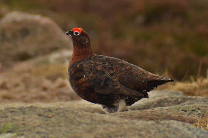 Red Grouse