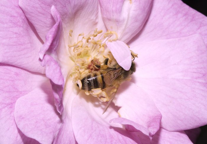 European Honey Bee on Flower