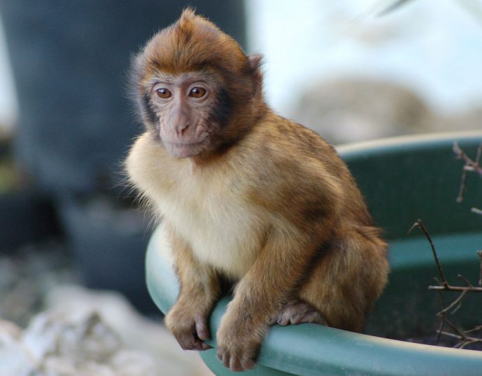 Barbary Macaques