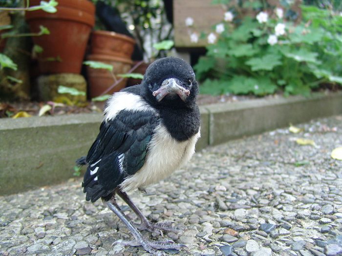 Magpie