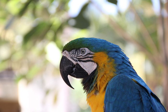 Blue and Yellow Macaw