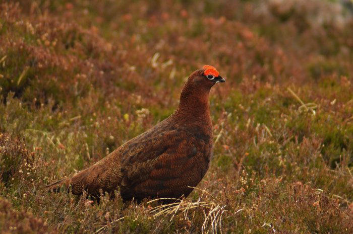 Red Grouse