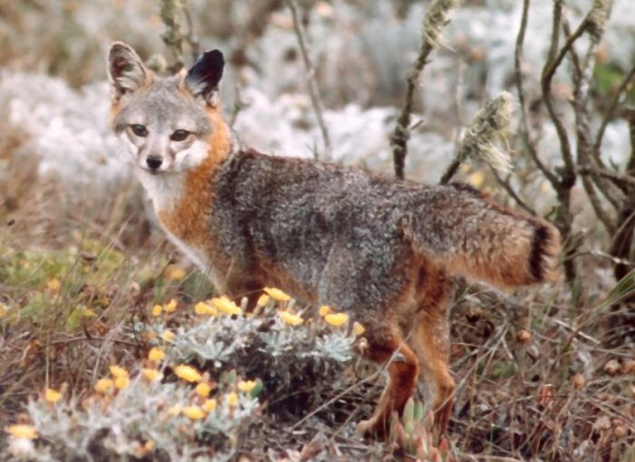 Island Fox