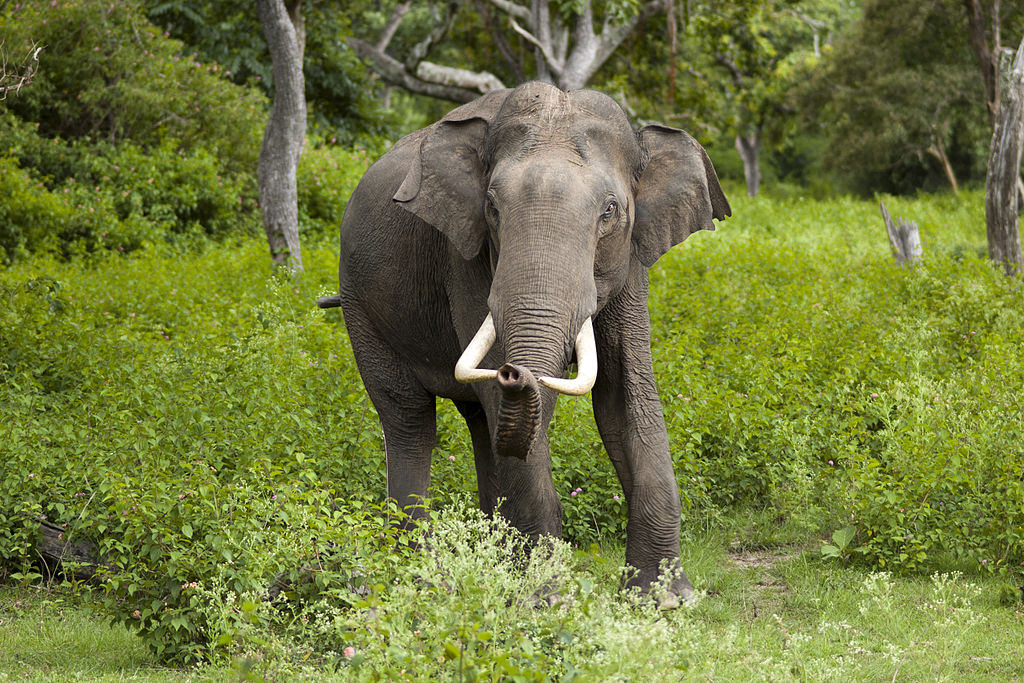 Worst Elephant Losses in 25 Years Conservation Articles & Blogs CJ
