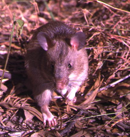 African Giant Rat