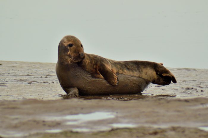 Grey Seal