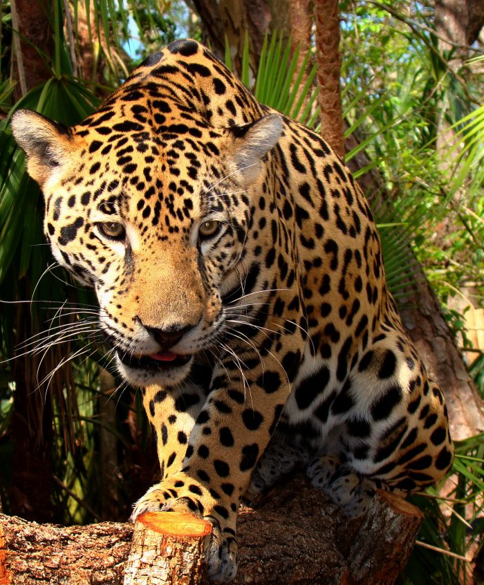 Junior Jaguar