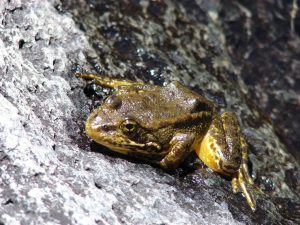Yellow-legged Frog
