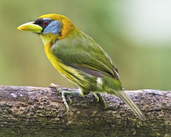 Female Red-headed Barbet in Ecuador