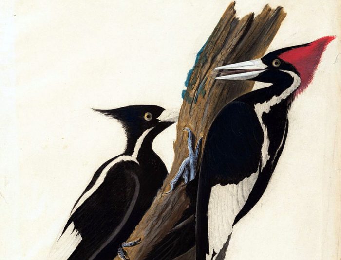 Conservation Of Habitat For The Ivory Billed Woodpecker Conservation Articles And Blogs Cj