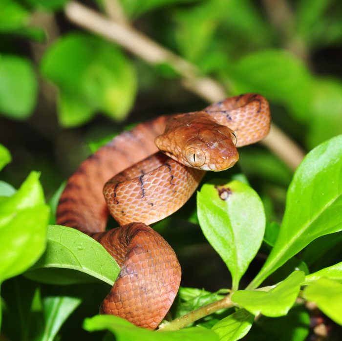 Brown Tree Snake (Boiga Irregularis)