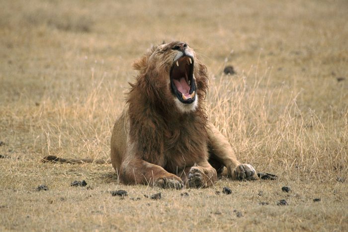 Lion Yawning