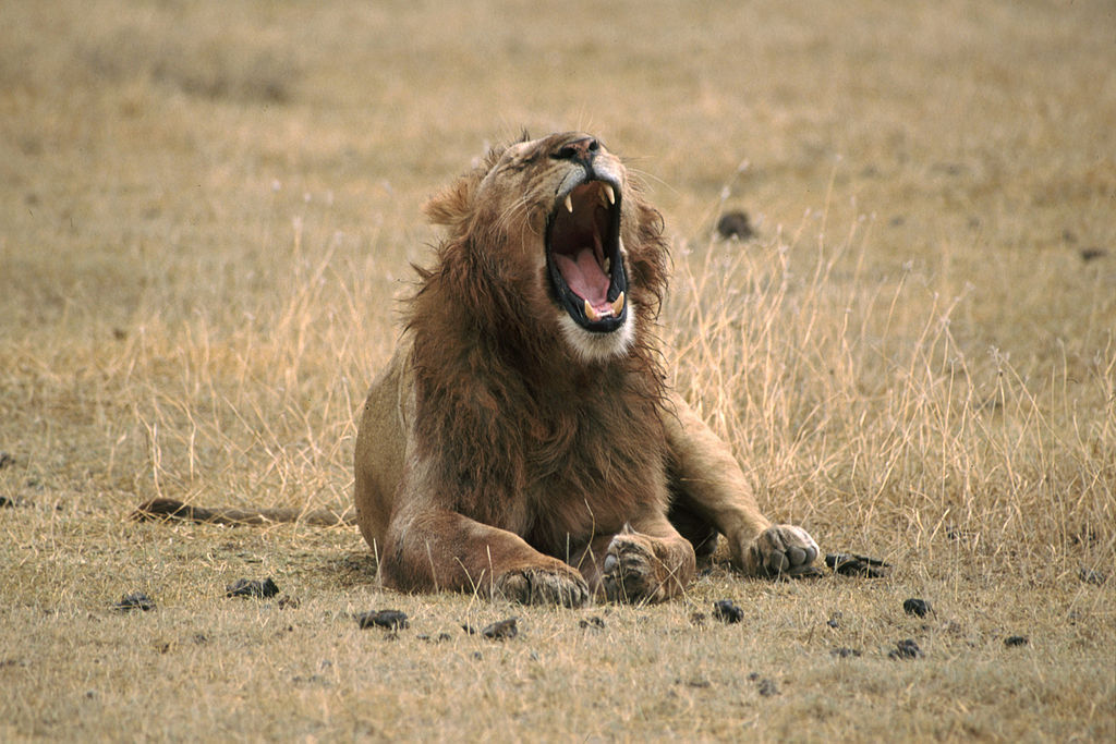 Africa's Parks Can Support More Lions Conservation Articles & Blogs CJ