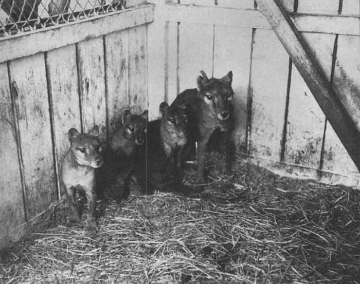 Thylacine Cubs