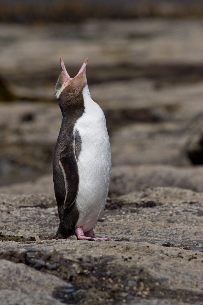 Yellow Eyed Penguin