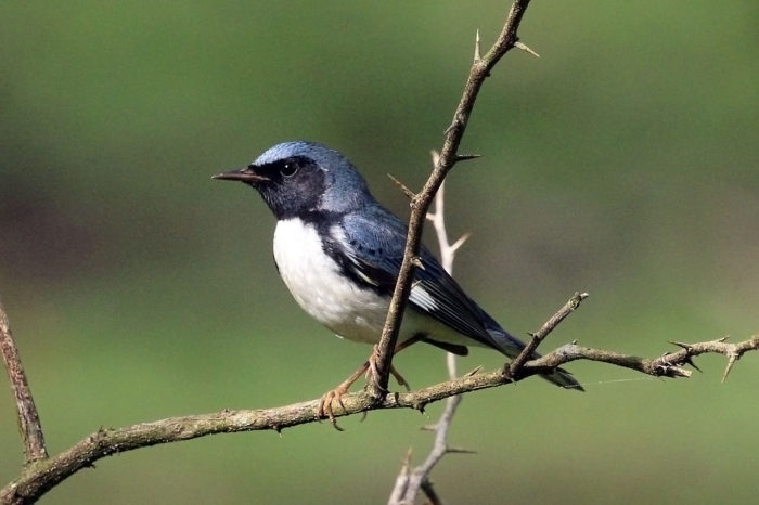 Black Throated Blue Warbler