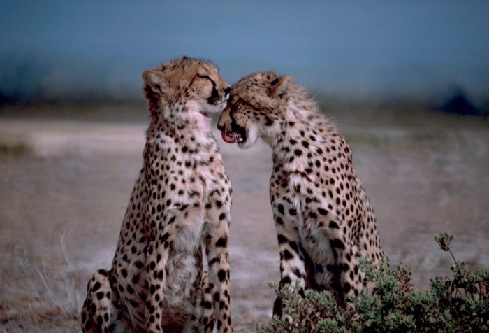 Cheetahs