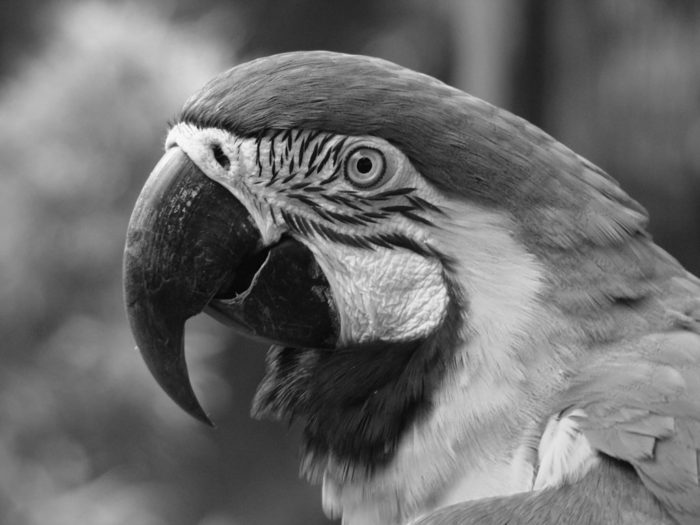 Blue and Yellow Macaw