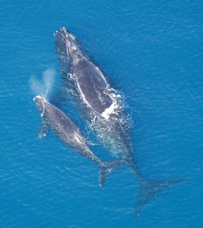 Eubalaena Glacialis with Calf