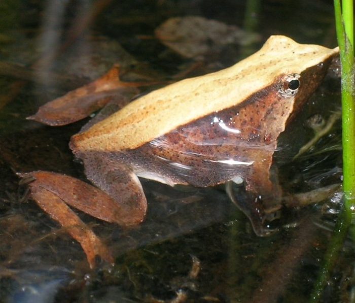 Darwin's Frog Mono Andes