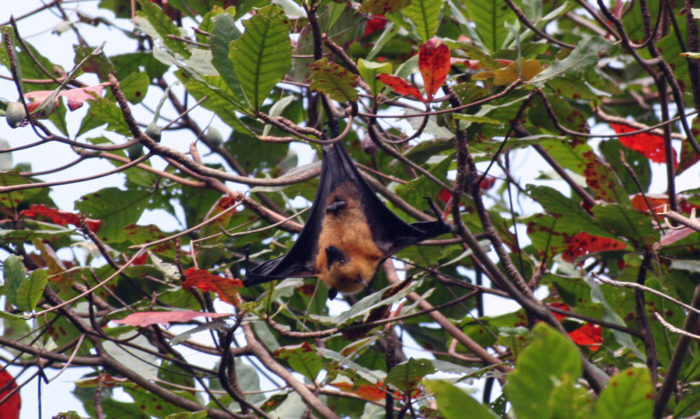 Fruit Bat