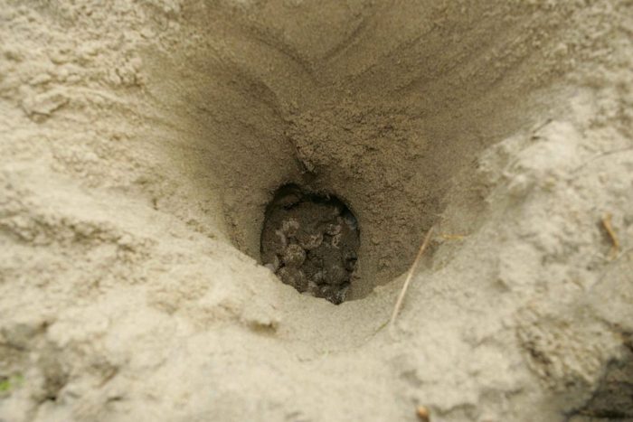 Loggerhead Sea Turtle Nest