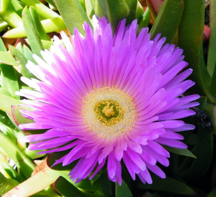 Hottentot Fig