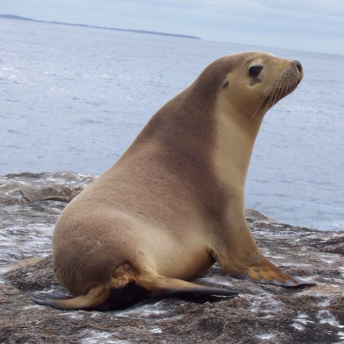 Bycatch Responsible for Decline of Sea Lion - Conservation Articles