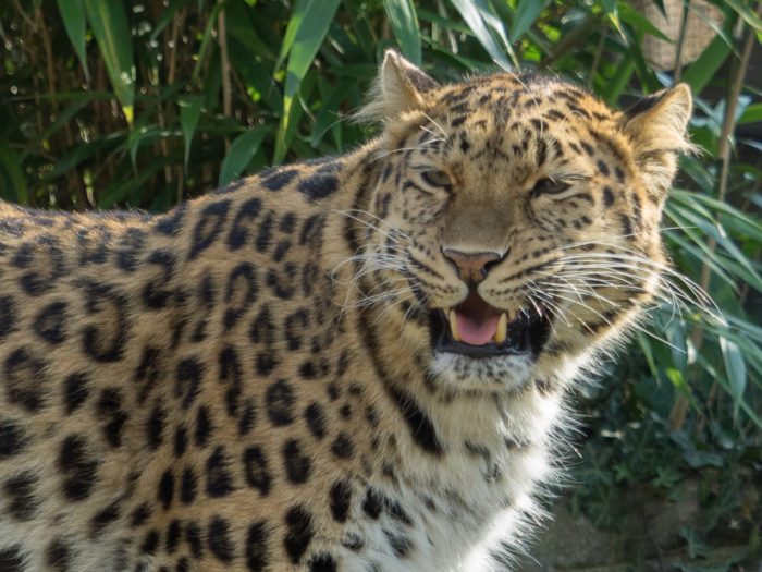 Amur Leopard