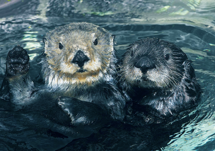 Southern Sea Otters