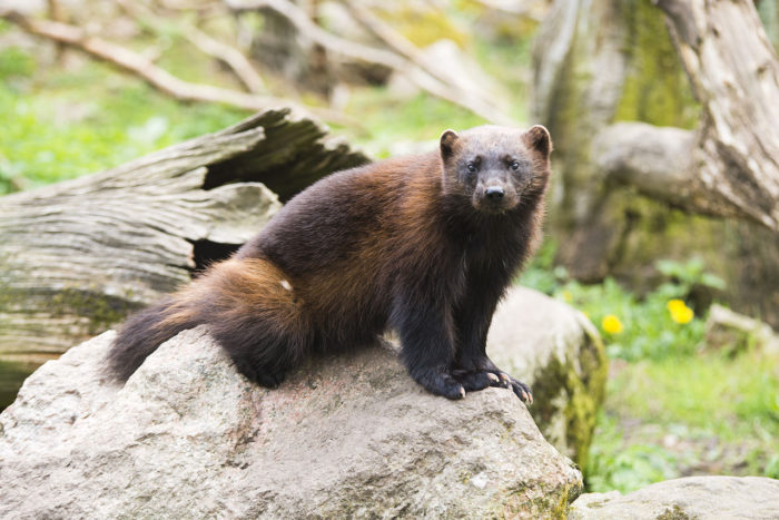 Wolverine in Sweden