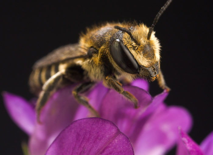 Alfalfa Leafcutting Bee