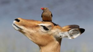 Red-Billed Oxpecker on Impala