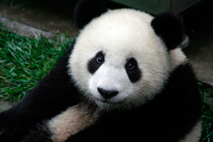 Giant Panda