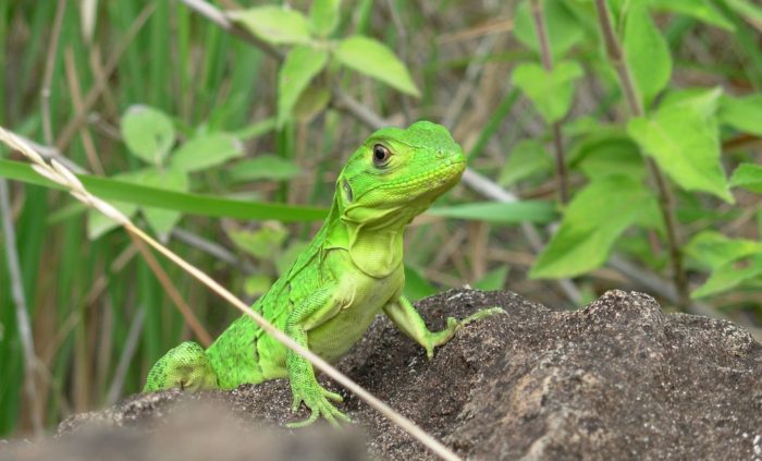 Green Lizard