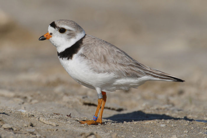 Piping Plover