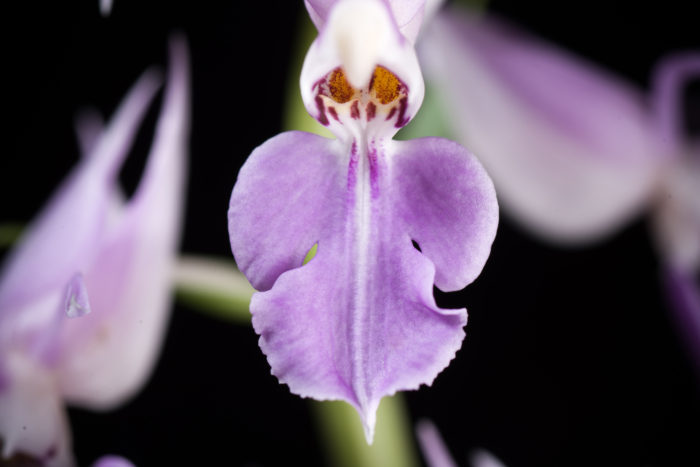 Calanthe Puberula