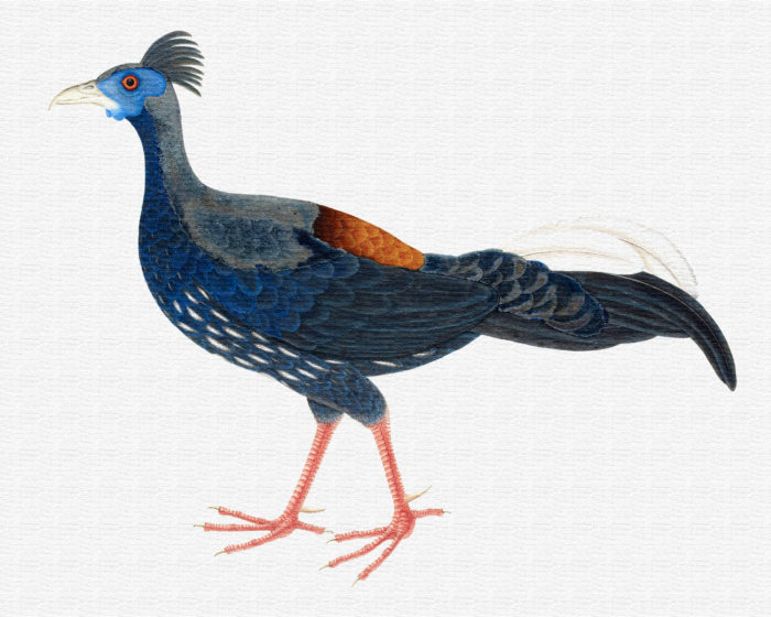 Crested Fireback Pheasant