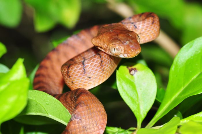 Brown Tree Snake