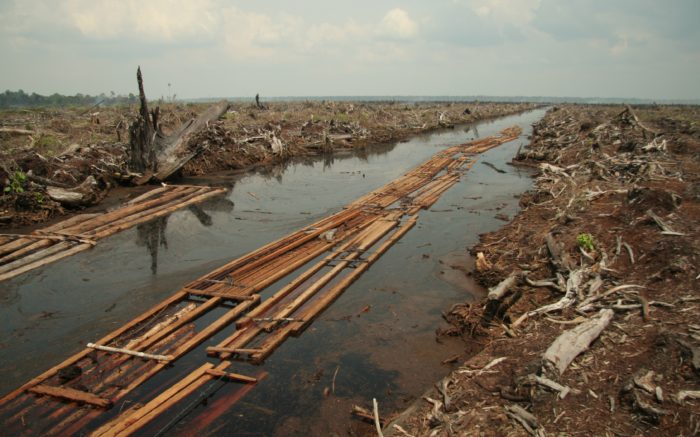 Deforestation Indonesia