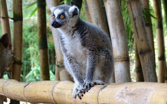 Ring Tailed Lemur