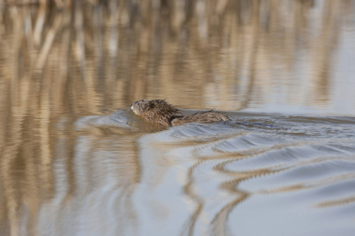 Muskrat