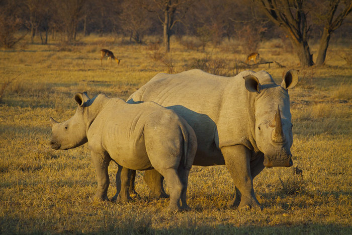 Groundbreaking Technique to Save Northern White Rhinos