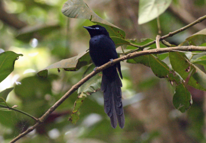 Seychelles Paradise Flycatcher