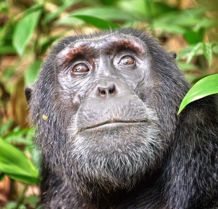 More than half of all apes, monkeys and other primates at risk of