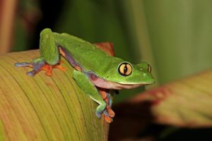 Golden Eyed Tree Frog