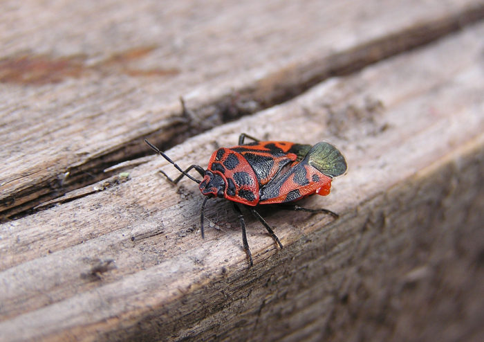 Eurydema Dominulus